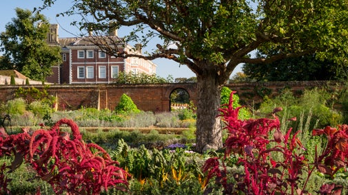 Dusky red amaranthus in flower in the Kitchen Garden at Ham House and Garden with the 17th-century house in the background.